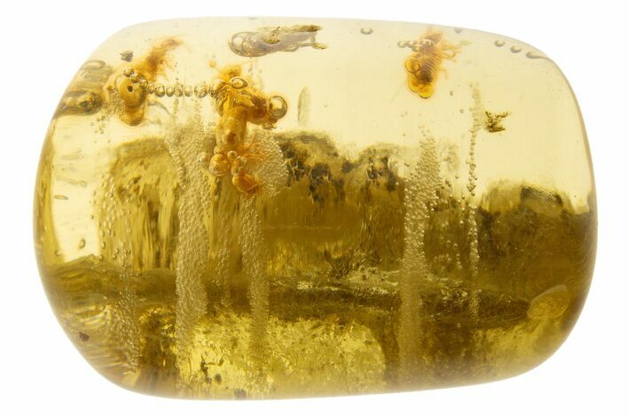 Polished Colombian Copal ( g) - Contains Termites! #331643